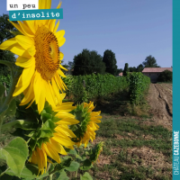 Le tournesol