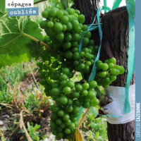 Le surgreffage de la vigne
