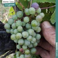 Les cycles de la vigne