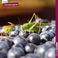 Les sauterelles dans les vignes