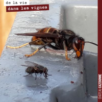 Les insectes dans les vignes