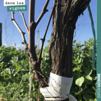Le surgreffage de la vigne