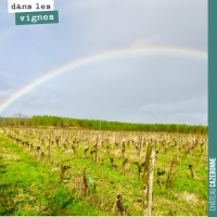 Arc en ciel dans les vignes