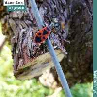 Des gendarmes dans les vignes