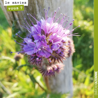 Les phacélies à feuilles de tanaisie