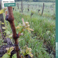 Les travaux de la vigne
