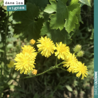 La flore dans les vignes