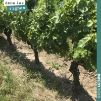 Gérer l'enherbement dans la vigne