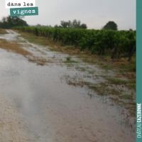 Orage dans les vignes