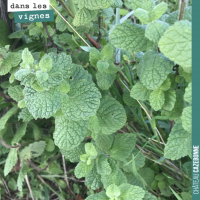 La menthe dans les vignes