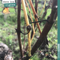 Quand la vigne aoûte (aoûtement)