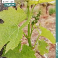 Le gel dans les vignes