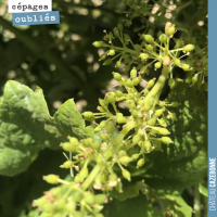 Inflorescence de la vigne