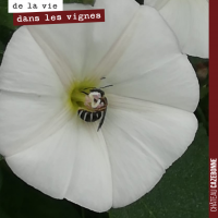 Les insectes dans les vignes