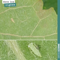 Les insectes dans les vignes