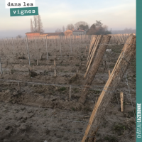 L'hiver dans les vignes