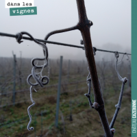 L'hiver dans les vignes