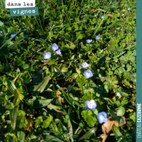 La flore dans les vignes