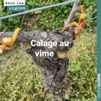 Le calage de la vigne