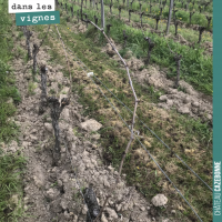 Le gel dans les vignes