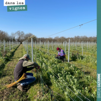 Le calage de la vigne