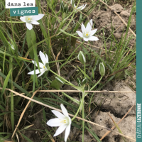 La flore dans les vignes