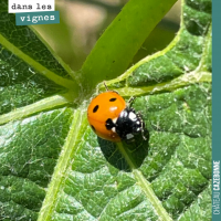 Des coccinelles dans les vignes