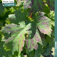 Les cycles de la vigne