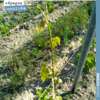 Le surgreffage de la vigne