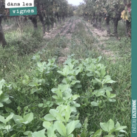 La météo dans les vignes
