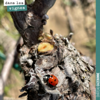 Le printemps dans les vignes