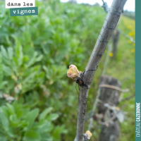 La météo dans les vignes