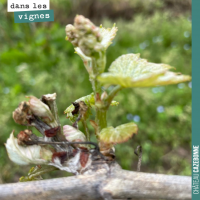 La météo dans les vignes