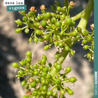 Inflorescence de la vigne