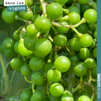 L'été dans les vignes