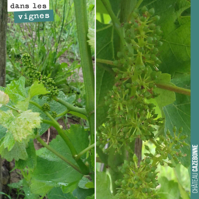 A gauche une grappe issue d'un pied surgreffé de Sauvignon gris, cette année. A droite, une grapp...