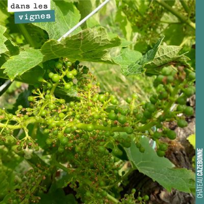 Les grains de Merlot grossissent à vue d'oeil, chaque jour. Cela fait plaisir à voir.