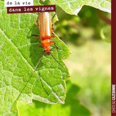 Les insectes, signe de vie au Château Cazebonne...