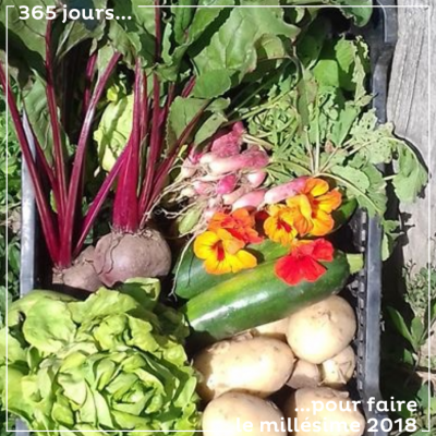 Une belle récolte de légumes, au jardin des vignes, à même les rangs de nos vignes. De bons légum...