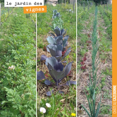 Des légumes à même nos rangs. Francis a planté ici des pommes de terre, du chou, des oignons... R...