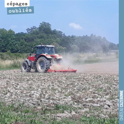 On prépare les sols pour la plantation de nos cépages anciens sur la parcelle de Couet. C'est une...