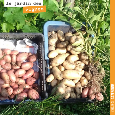 Francis a fait une jolie récolte de pommes de terre, ce matin, au jardin des vignes. #jardin #bio...