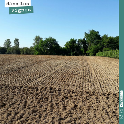 L'îlot de Darche est prêt. On enleve les dernières racines d'acacia et des ronces sur la petite p...