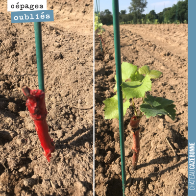 Nous avons planté aujourd'hui deux types de plants : des plants en pot (à droite) et des plants r...