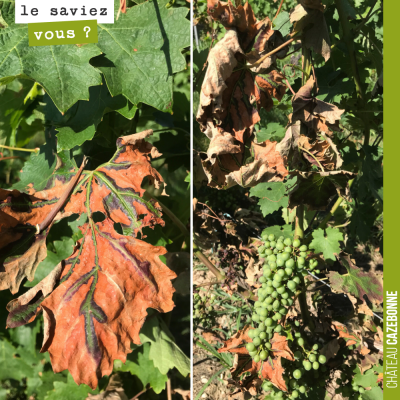 L'esca est un veritable fléau dans les vignes. Le pied dépérit et meurt. Moins de pieds touchés c...