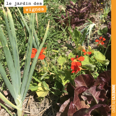 Les légumes de Francis se plaisent à merveille dans nos vignes. Que du bonheur !