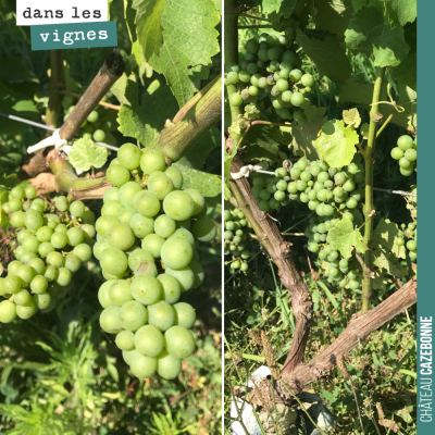 Nos belles grappes de sauvignon gris surgreffé l'année dernière, était belles, avant la grêle. Co...