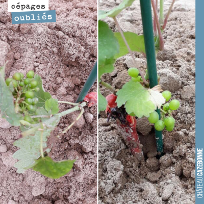 Miracle : déjà 2 grappes sur la penouille et le blanc auba que nous avons planté cette semaine.