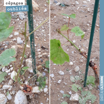 Les jeunes plantes ont souffert de la grêle. Ces pieds n'ont pas de réserves, il va falloir qu'il...