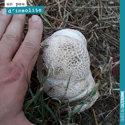 On a pris cette photo, hier soir, 2 heures après l'orage. Ce champignon est sorti comme cela, d'u...